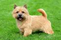 Norwich Terrier