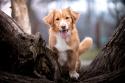 Nova Scotia Duck Tolling Retriever