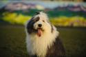 Old English Sheepdog