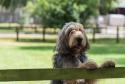 Otterhound