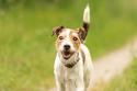 Parson Russell Terrier