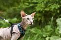 Peterbald