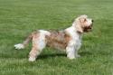 petit-basset-griffon-vendeen
