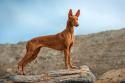Pharaoh Hound