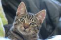 Pixie-bob Cat Breed