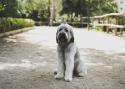 Polish Lowland Sheepdog