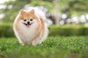 toy_pomeranian