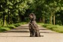 Portuguese Water Dog