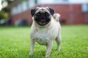 Pug