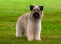 Pyrenean Shepherd