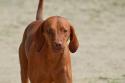Redbone Coonhound