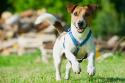 Russell Terrier