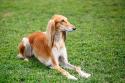 Saluki