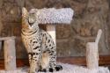 Savannah Cat Breed