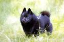 Schipperke