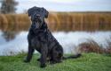 Giant Schnauzer
