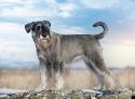 Standard Schnauzer