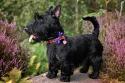Scottish Terrier