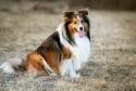 Shetland sheepdog