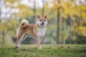 Shiba Inu