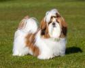 toy_shih_tzu