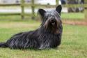 Skye Terrier