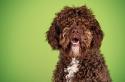 Spanish Water Dog