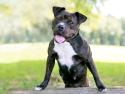 Staffordshire Bull Terrier