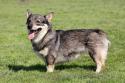 Swedish Valhund