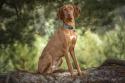 Vizsla