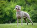 Weimaraner Dog breed