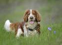 Welsh Springer Spaniel