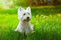Westland Highland White Terrier