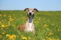 Whippet