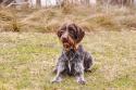 Wirehaired Pointing Griffon
