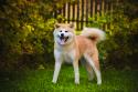 Akita Dog Breed