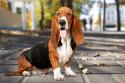 Basset Hound Dog Breed