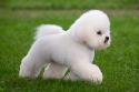 Bichon Frise Dog Breed