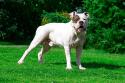 White, American Bulldog standing in grassy field