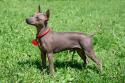 American Hairless Terrier standing in grassy field