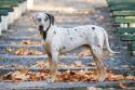 Catahoula Leopard Dog