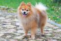 German Spitz standing on pavement