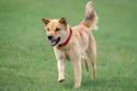 Tan Jindo trotting in grassy field