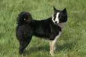 Karelian Bear Dog standing in grassy field