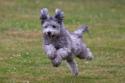 Gray Pumi running in grassy field