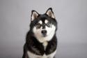Gray and white Alaskan Klee Kai
