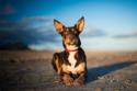 Australian Kelpie laying on beach
