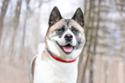 Japanese Akita standing among the trees