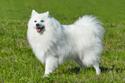 White Japanese Spitz standing in grassy field