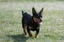 Lancashire Heeler standing in grassy field